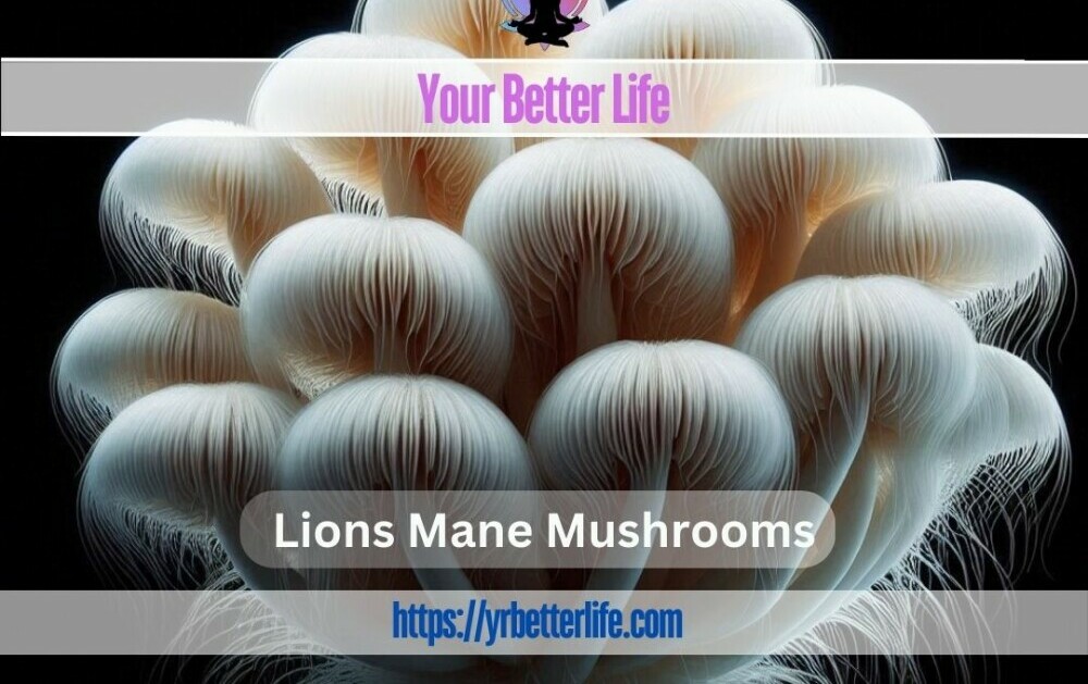 Lions Mane Mushrooms 