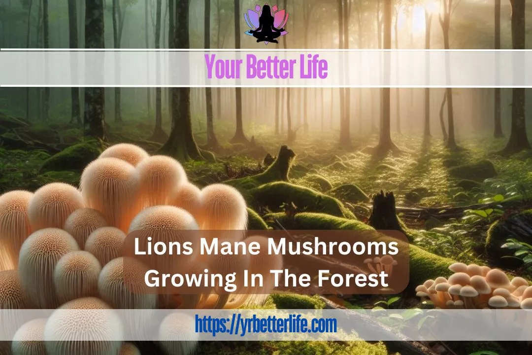 Lions mane mushrooms growing in the forest