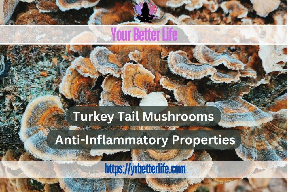 Turkey Tail Mushrooms, Anti-Inflammatory Properties