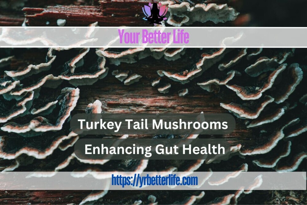 Turkey Tail Mushrooms, Enhancing Gut Health