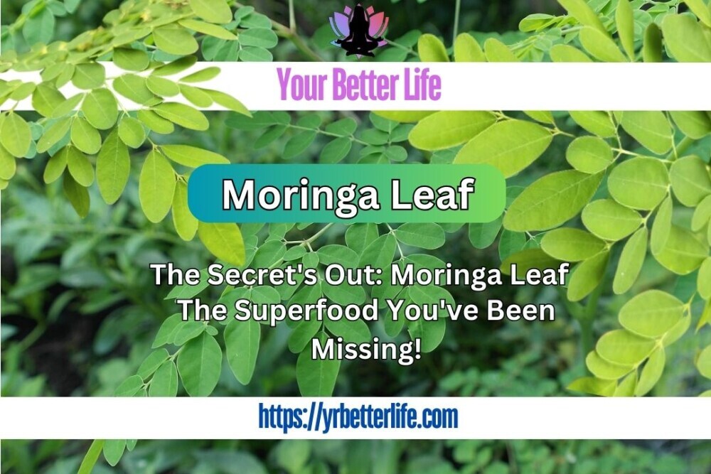 Moringa Leaf - The Secrets Out!