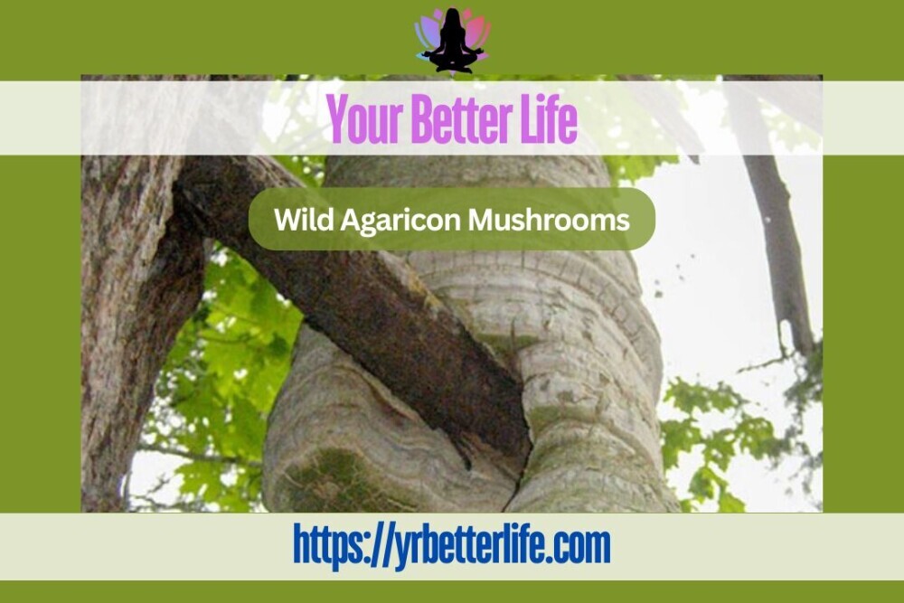 Wild Agaricon Mushrooms